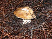 Boletus edulis