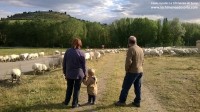 ovejas niño nieto abuelos campo soria