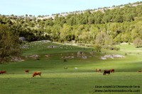 valle de costalago vacas ovejas parque natural cañón río lobos