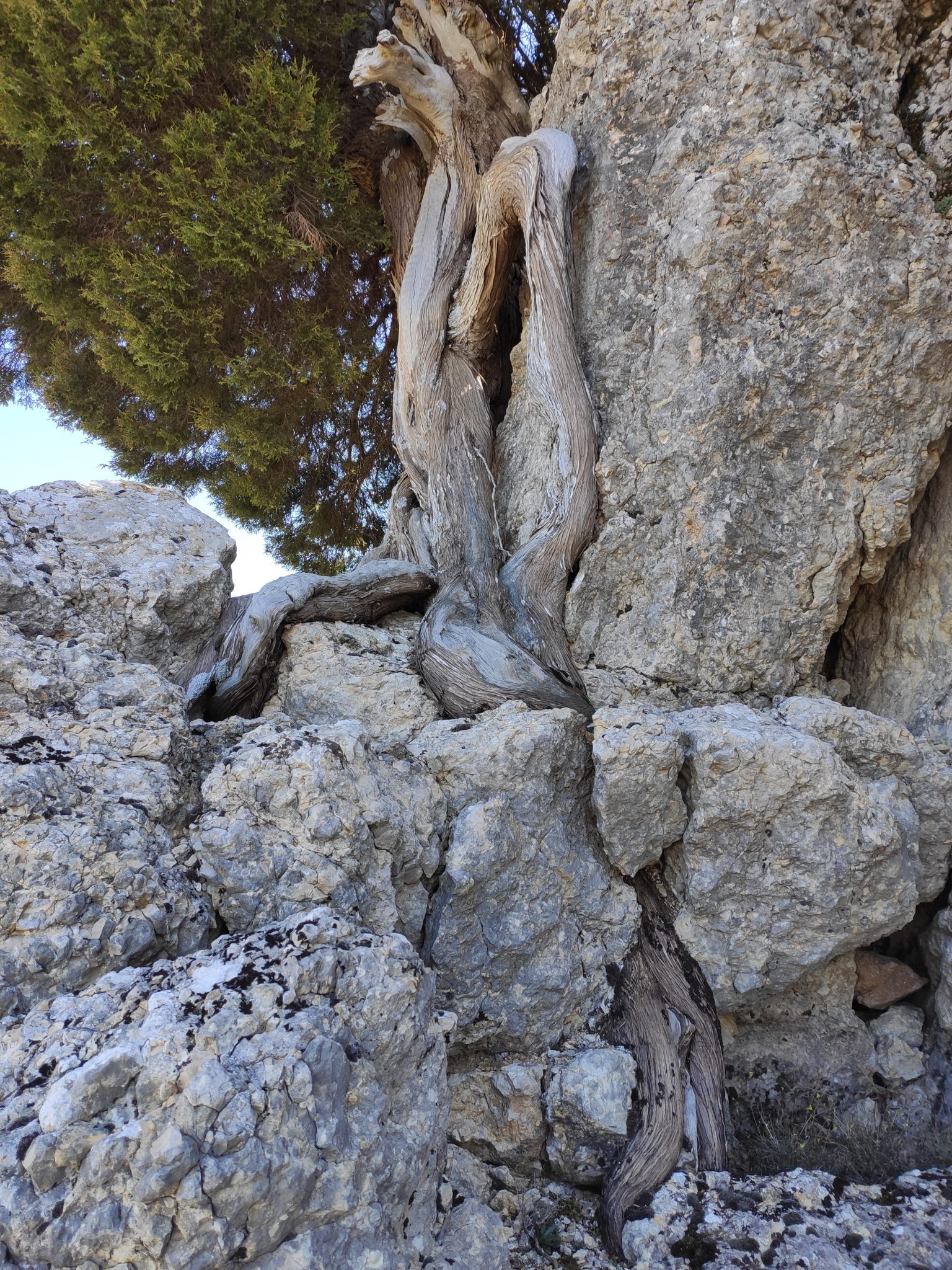 Blog – Casas Rurales en el Cañón del Río Lobos. La Chimenea de Soria I y II