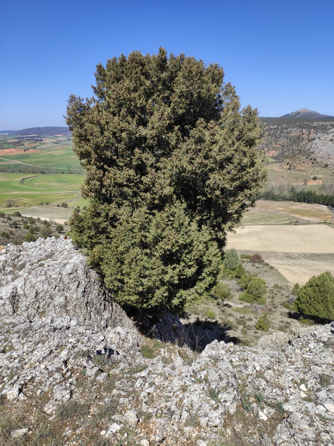 Blog – Casas Rurales en el Cañón del Río Lobos. La Chimenea de Soria I y II